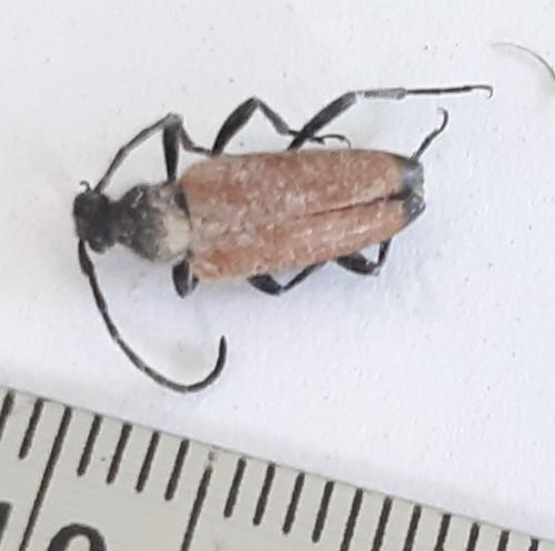 Stictoleptura fulva